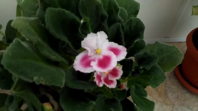 Фиалки Весна 2017 смотреть онлайн