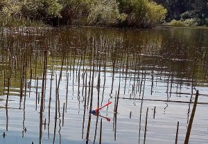 Мощные поклёвки огромных  речных КАРАСЕЙ ! Рыбалка на поплавочную удочку
