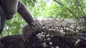 Шурф средневековой избы.Кошель серебра и редкие кресты.