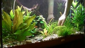 Меняем планы - пересадка и стрижка хемиантуса микрантемоидеса