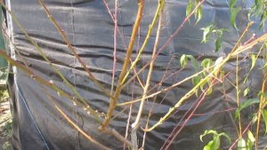 О срезах на персике и абрикосе.  Оставлять пеньки или нет.