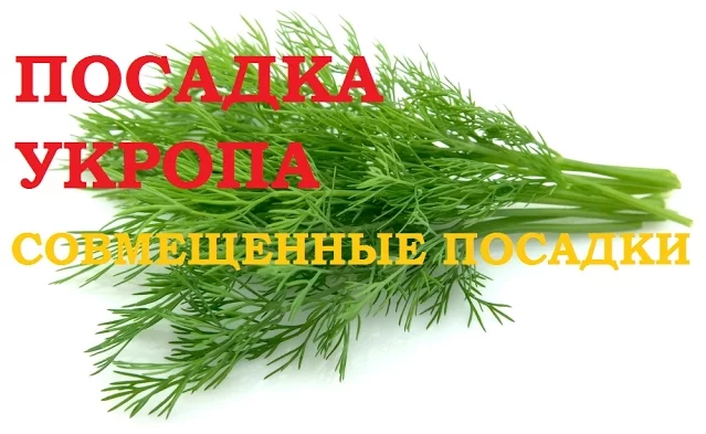 Посадка укропа совместно с цветами смотреть онлайн