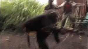 -КИВА- ОБЕЗЬЯНА И АВТОМАТ