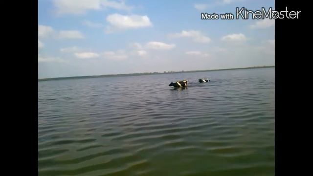 Коровий заплыв смотреть онлайн