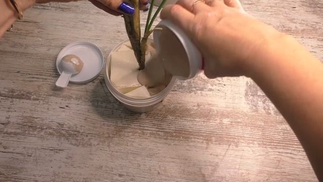 Пальма хамедорея элеганс (Chamaedorea elegans) с Аliexpress. Распаковка, обзор, декор. смотреть онлайн