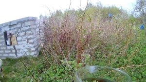 WORMWOOD TEA/ чай из полыни/ ХУТОР