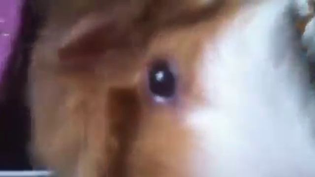 No more grass? смотреть онлайн