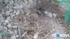 "Совка" уничтожитель картофельный ботвы.