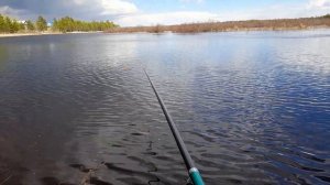 рыбалка в Сургуте, чебак/плотва/ ловили на червя, клевало вяло,