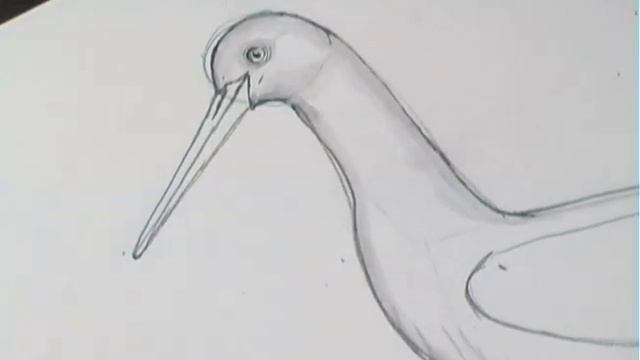How to draw a Stork