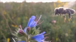 Земля моя родная, ей нет конца и края...