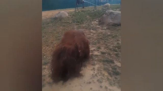 Фэльдман ЭкоПарк. Харьков. #zoo #animals #lion смотреть онлайн