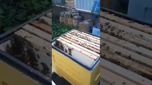 улей лысонь отзывы начал с 2 рамочного пакета пчел  Бакфаст