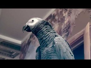 ✅ - КРЫСА!  ОДИН ДЕНЬ ИЗ ЖИЗНИ ГОВОРЯЩЕГО ПОПУГАЯ   ЖАКО ПЕТРУНЯ | FUNNY PARROT ZHAKO PETRUNYA