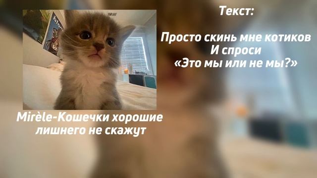 ?Mirèle-кошечки хорошие лишнего не скажут (текст) ?