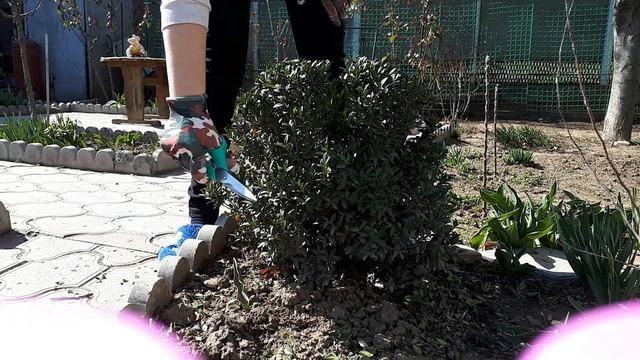 СТРИЖКА САМШИТА * ОБРЕЗКА САМШИТА ВЕСНОЙ смотреть онлайн