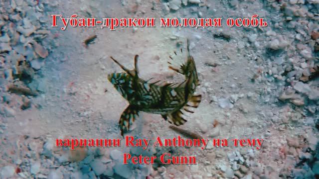 13.	Губан-дракон молодая особь вариации Ray Anthony на тему Peter Gunn