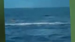 Ужас!!! Шок!!! Кит съел человека....