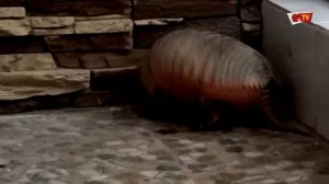 В ярославском зоопарке поселился броненосец