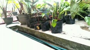 KEBUN MINI KELADI HITAM DITERAS RUMAH || TALAS HITAM BLACK CALADIUM TARO