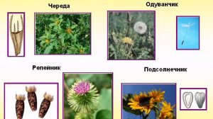 Семейство Сложноцветные 1