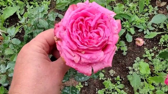 После дождя28.08.21Роза Энджел Фейс(Angel Faece).Лавинья(Lawinia).Эльмсшорн(Elmshorn). смотреть онлайн