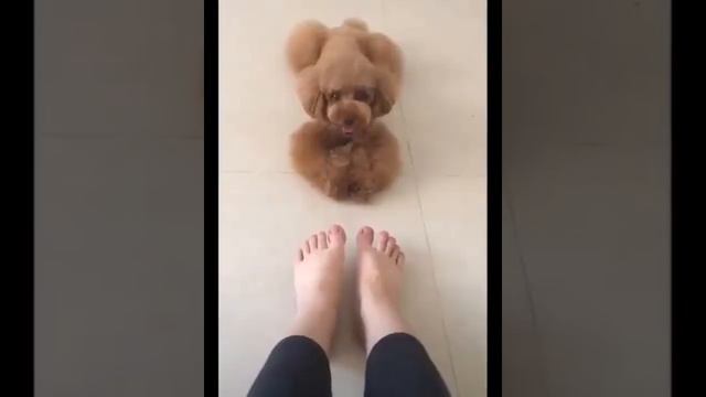 funniest animal videos of 2022 - funny golden retriever btdogs and cutest golden puppies V.17915 # смотреть онлайн