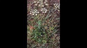 Горичник горный   Peucedanum oreoselinum