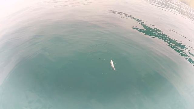 МОРСКАЯ РЫБАЛКА. РЫБАЛКА В КРЫМУ. ОТКРЫТОЕ МОРЕ. БАЛАКЛАВА. КАПИТАН КРЫМ