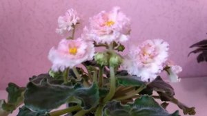 Фиалки. Описание сортов. Мои старые и новые сорта.