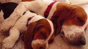 Все породы собак.Бассет хаунд(Basset Hound)