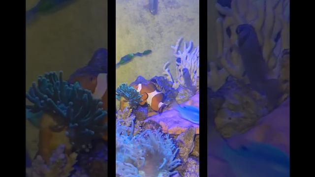 Blue Tang and Clownfish