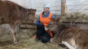 САМАЯ ДОРОГАЯ ДЕКОРАТИВНАЯ КОРОВА ДЖЕРСИ