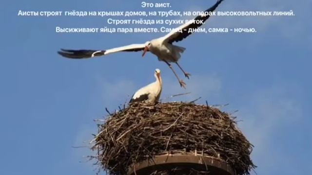 Какие гнёзда строят птицы