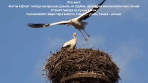 Какие гнёзда строят птицы