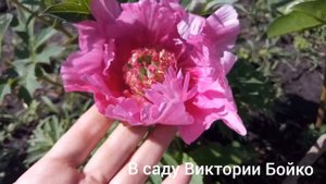 Пионы ИТО гибриды. Разнообразие сортов. Bartzella, Cora Louise, Kaleidoscope и много других ..