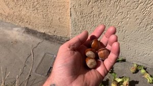 Фундук сорт Урожайный? Или Шедевр? Помогите определить сорт фундука.