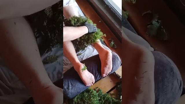 Можжевеловый веник в работе мастер класс от чемпиона России Артура @ЖаруДам. Веники в наличии смотреть онлайн