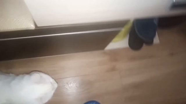 Котосемья. Кот Белый - турецкий ван с разными глазами.