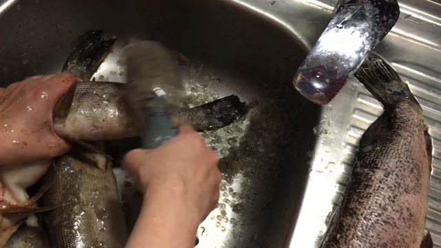 Как почистить рыбу. часть 2. Электрическая Рыбочистка в действии смотреть онлайн