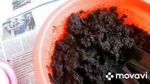 Амазонская Лилия. Пересадка.