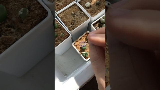 Первое цветение малышей конофитумов. Опыление одиночек.