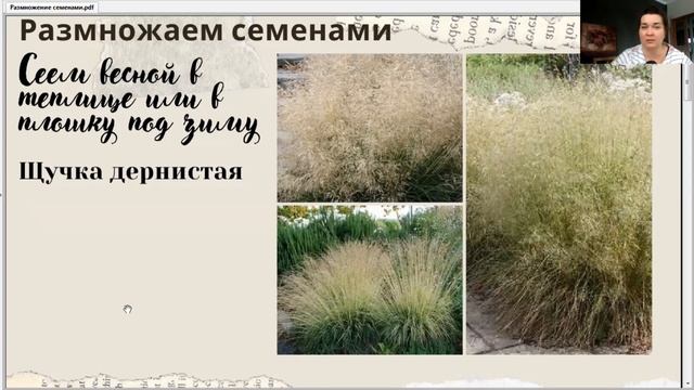 Какие злаки можно успешно выращивать из семян - Что важно знать. Сислерия, Щучка из семян смотреть онлайн