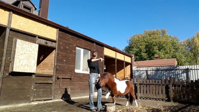 Дрессированный Конь, но своенравный. Лошадь Размером с Большую Собаку / Мартин смотреть онлайн