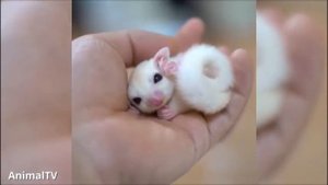 БЕЛКИ ЛЕТЯГИ ЧУДЕСНЫЕ СОЗДАНИЯ