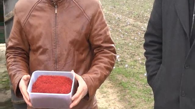 Анонс. Історії успіху. Фермери з Херсонщини вирощують червоне золото - шафран смотреть онлайн