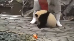 Панда напала на человека/panda has attacked a person.
