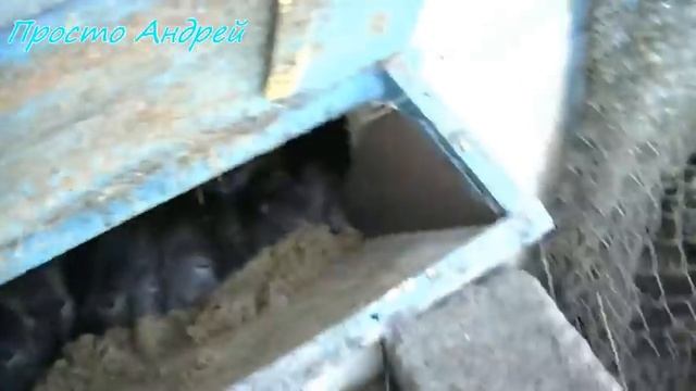 Покупка щенков нутрии Разведение и содержание в домашних условиях смотреть онлайн