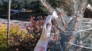 Как правильно ПЕРЕСАДИТЬ хвойник, опыт и советы от Евгении