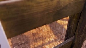 БЕСПЛАТНО СХОДИЛИ НА ФЕРМУ | Как развлекаются американцы осенью в США